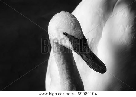 Trumpeter Swan
