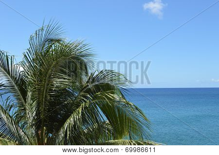 Palmtree And Sea