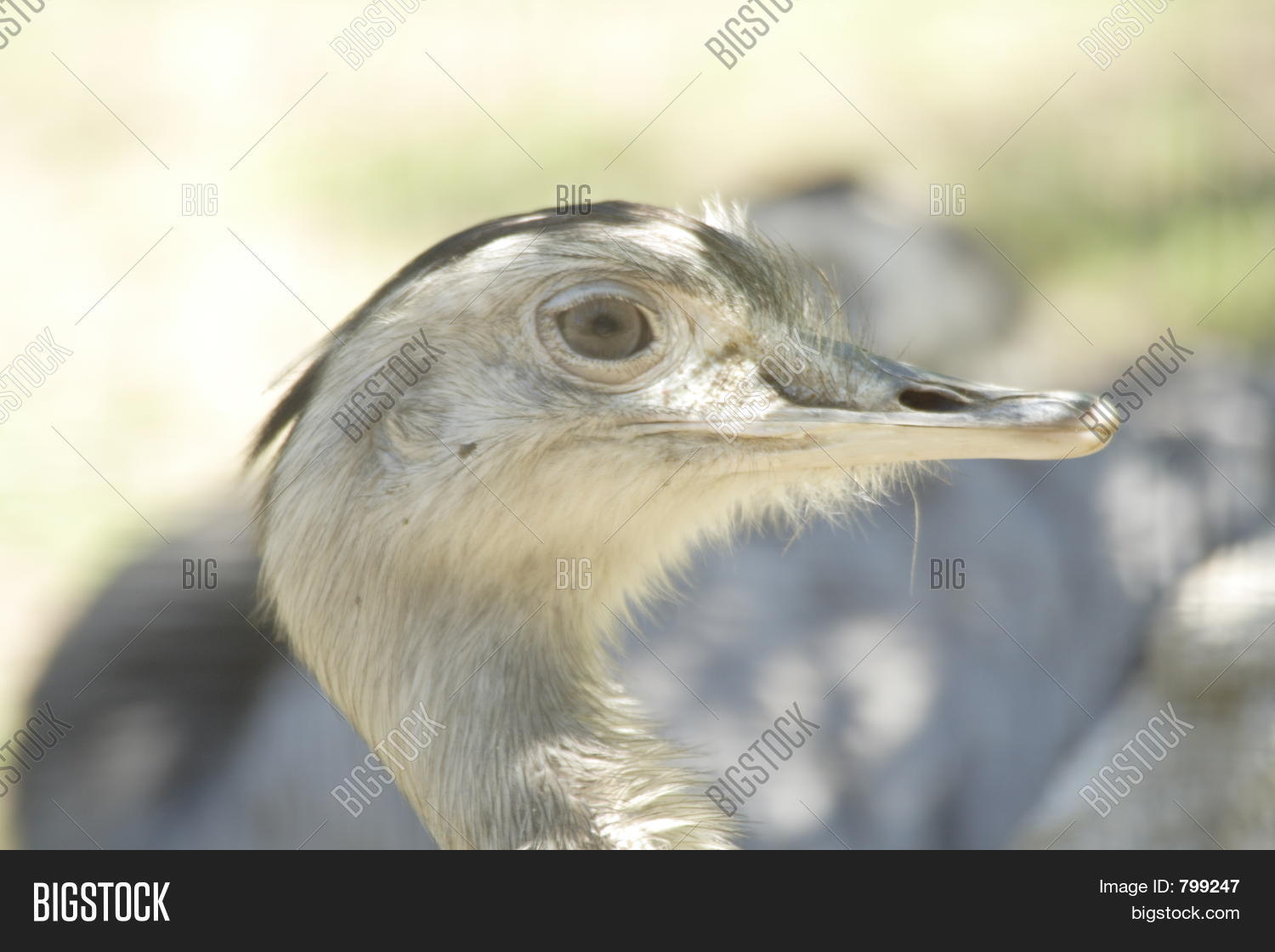 Image Preview