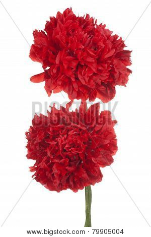 Poppy