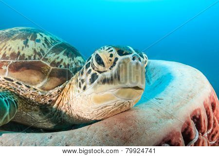Green Turtle resting on a barrel sponge