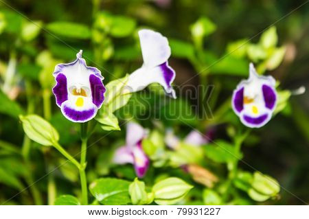 Purple Torenia Fournieri Flower