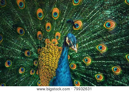 Peacock