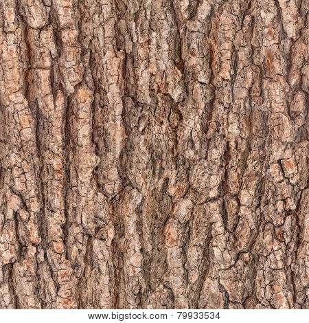 Bark Tree Texture