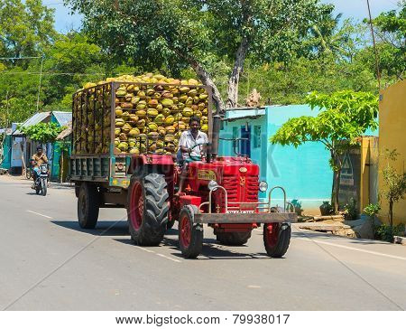 Madurai, India - February 17: Indian Rural Man Rides On A Car With Coconuts. India, Tamil Nadu, Near