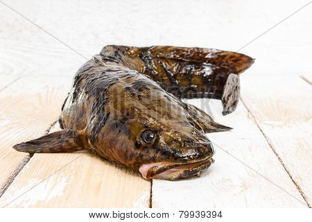 Fresh Burbot On The Table