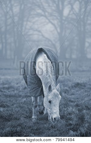 Old White Horse Grazing On A Misty Winter Day. Cyanotype