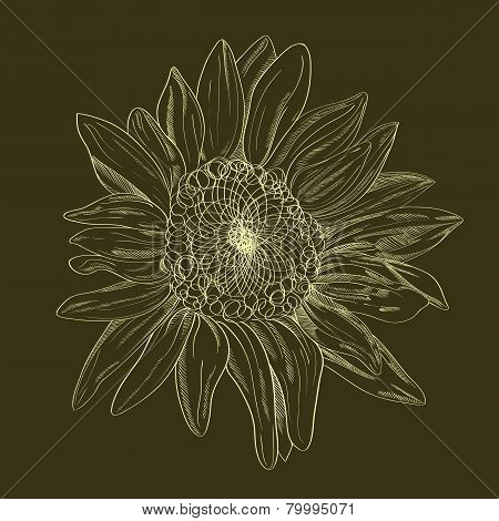 Vector hand-drawing flower