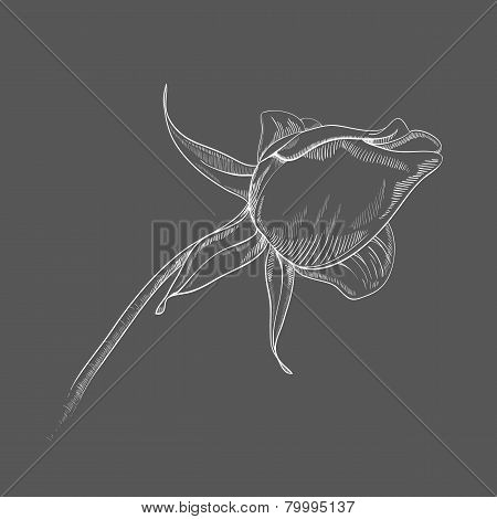 Vector hand-drawing flower