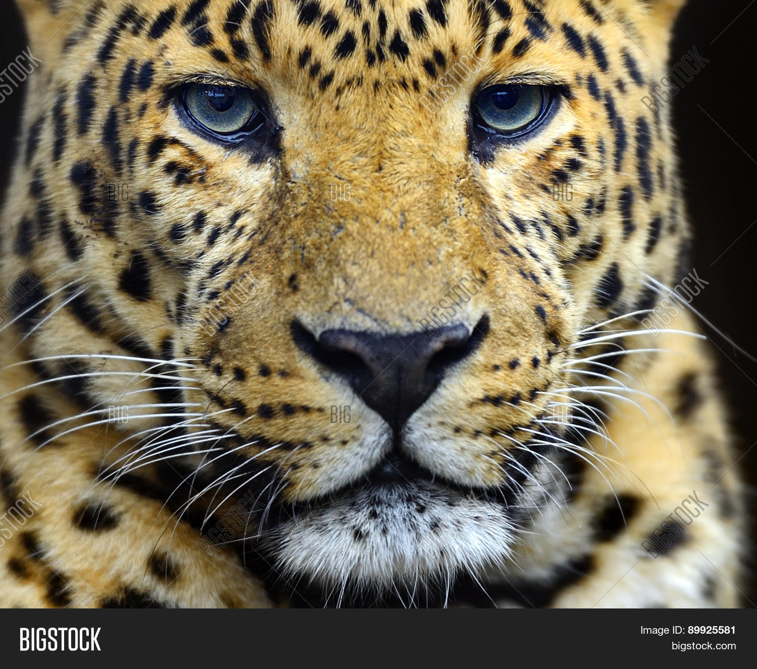 Image Preview
