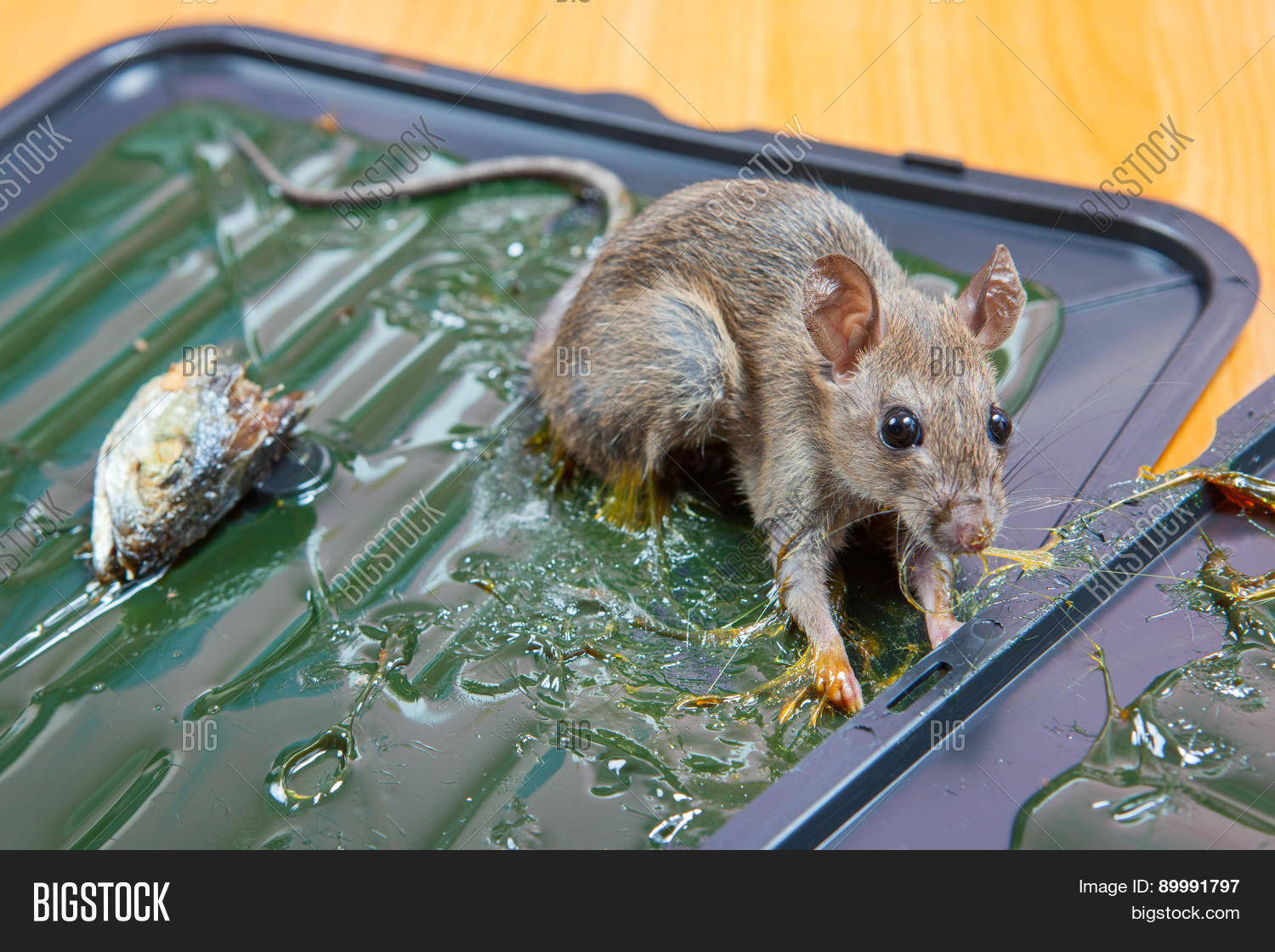 отлов грызунов. специалист по отлову мышей. дезинсекция от грызунов. отлов грызунов. против мышей.