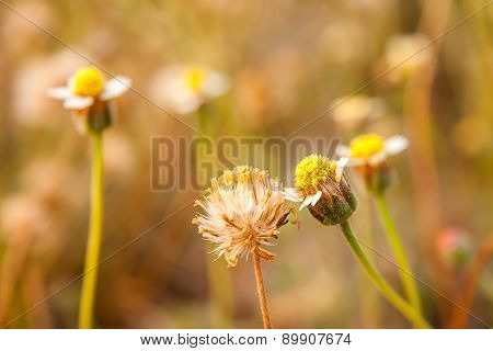 Close Up Grass Flower