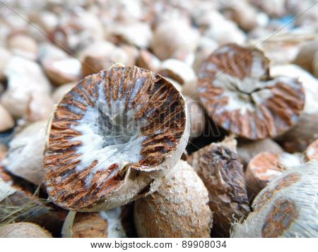 Dried ripe areca nut