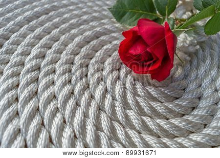 Beautiful red rose lily over rope