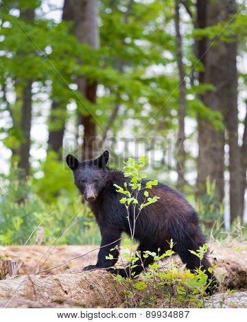 Black Bear In The Smokies