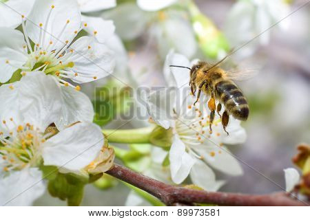 Bee flying to flowers of apricot