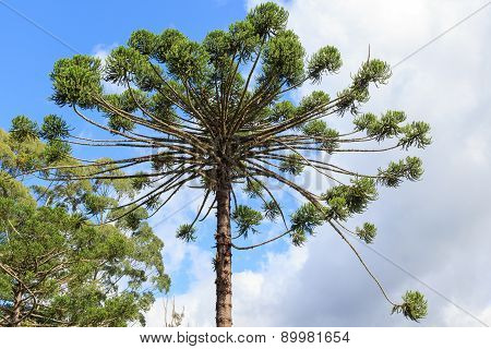 Closeup Of Upper Part Of Araucaria Angustifolia ( Brazilian Pine)