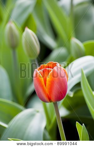 Beautiful  Tulips In The Spring Time.