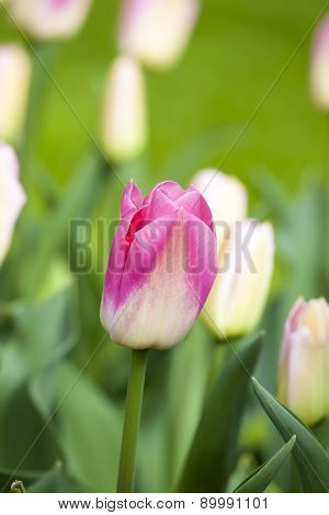 Pink Tulips In The Spring.