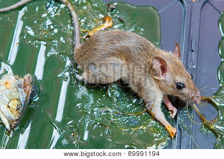 Glue Mousetrap.