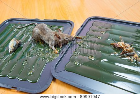 Glue Mousetrap.