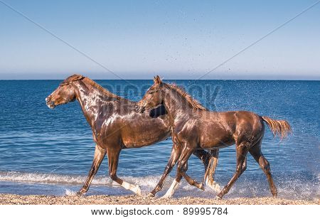 Red Horses