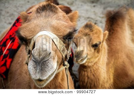 Close Shot On Camel And Her Calf, India