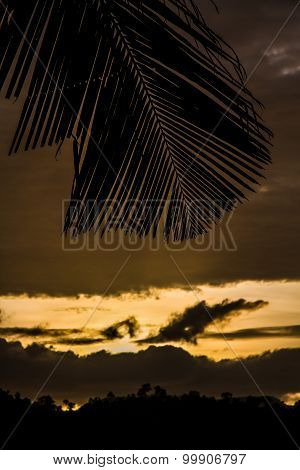 Yellow Sunset With Palm Leaf-philippines