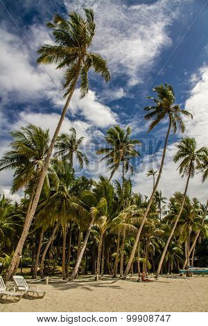 Tranquil Alona Beach With Palm Trees, Philippines