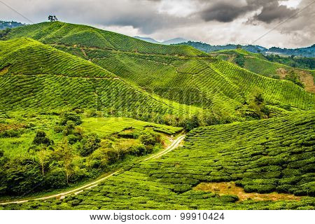 Green Tea Plantation, Cameron Highlands, Malaysia