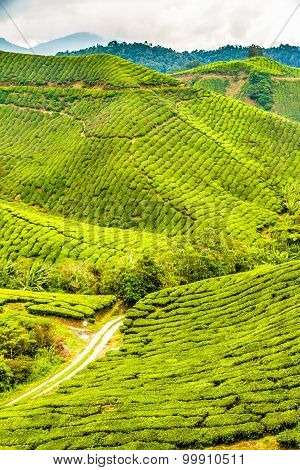 Green Tea Plantation, Cameron Highlands, Malaysia