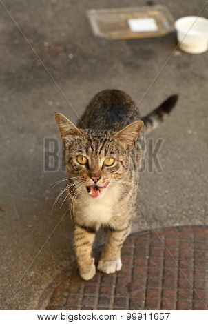 Stray cat is limping on asphalt and asks food