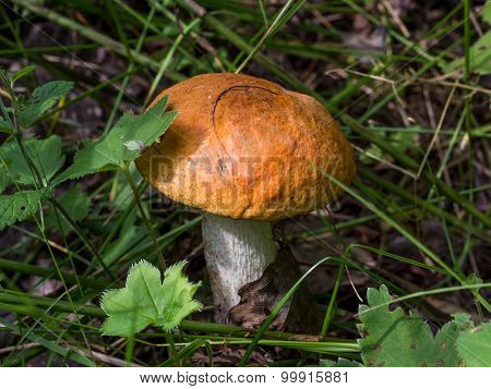 Orange-cap boletus