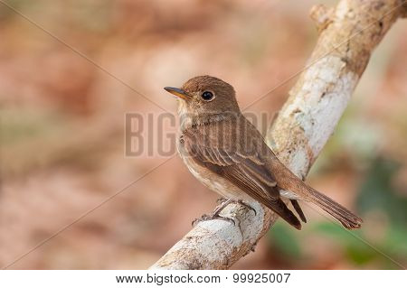 Brown-streaked Flycatcher