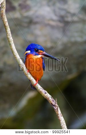 Blue-eared Kingfisher (male)