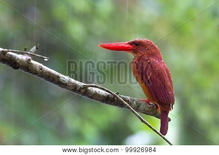 Ruddy Kingfisher
