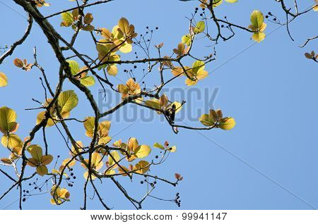 Green Leaf Background And  Blue Sky.