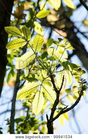 Green Leaf Background And  Blue Sky.