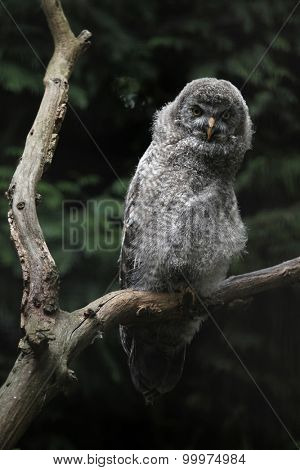 Great grey owl (Strix nebulosa). Wild life animal. 
