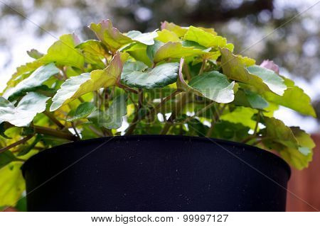 Patchouli Plant In Pot