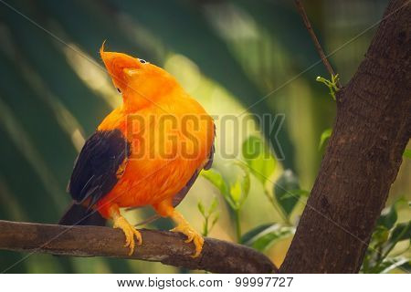 Orange colorful bird, Cotinga, Cock on the rock