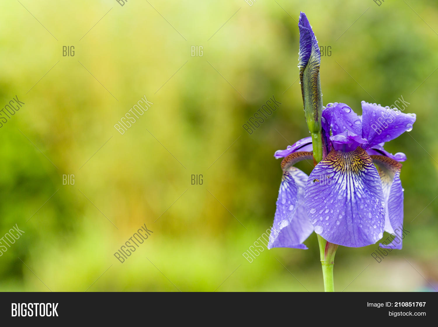 closeup blooming purple iris图片和照片 | bigstock