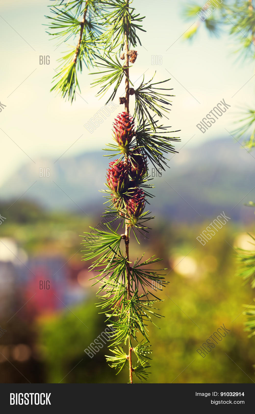 larix leptolepis ovulate cones of larch tree spring