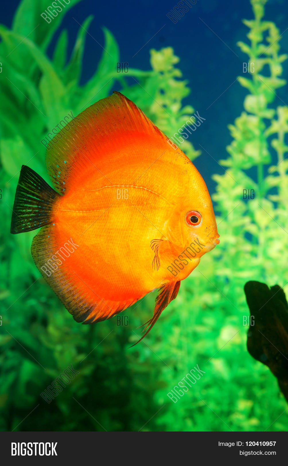 bright orange discus fish symphysodon spp. in aquarium