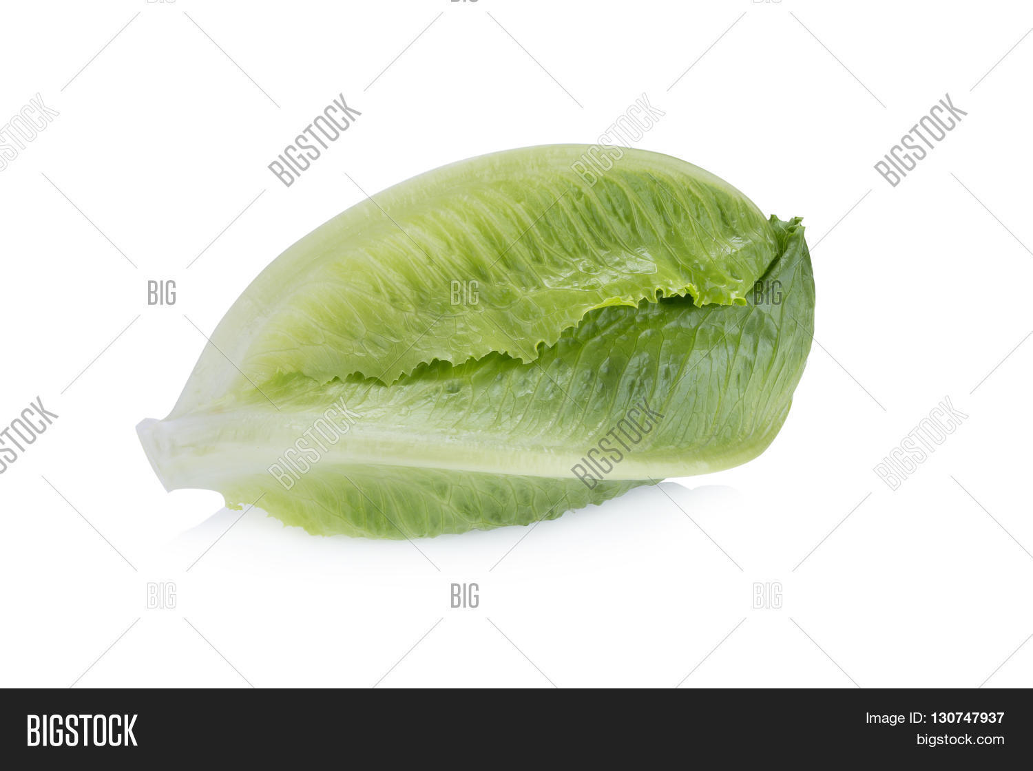 green cos lettuce isolated on white background.