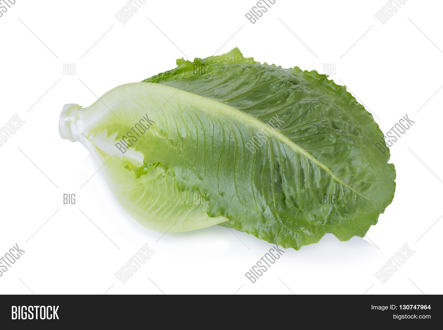 green cos lettuce isolated on white background.
