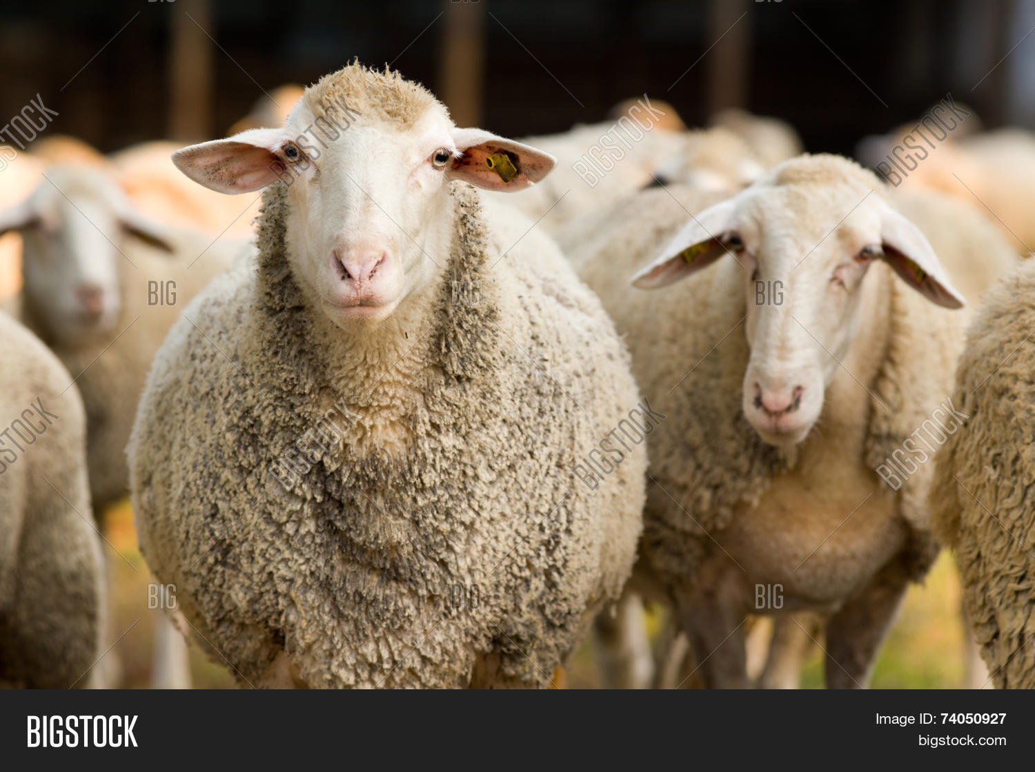 portrait of cute sheep in herd looking at camera