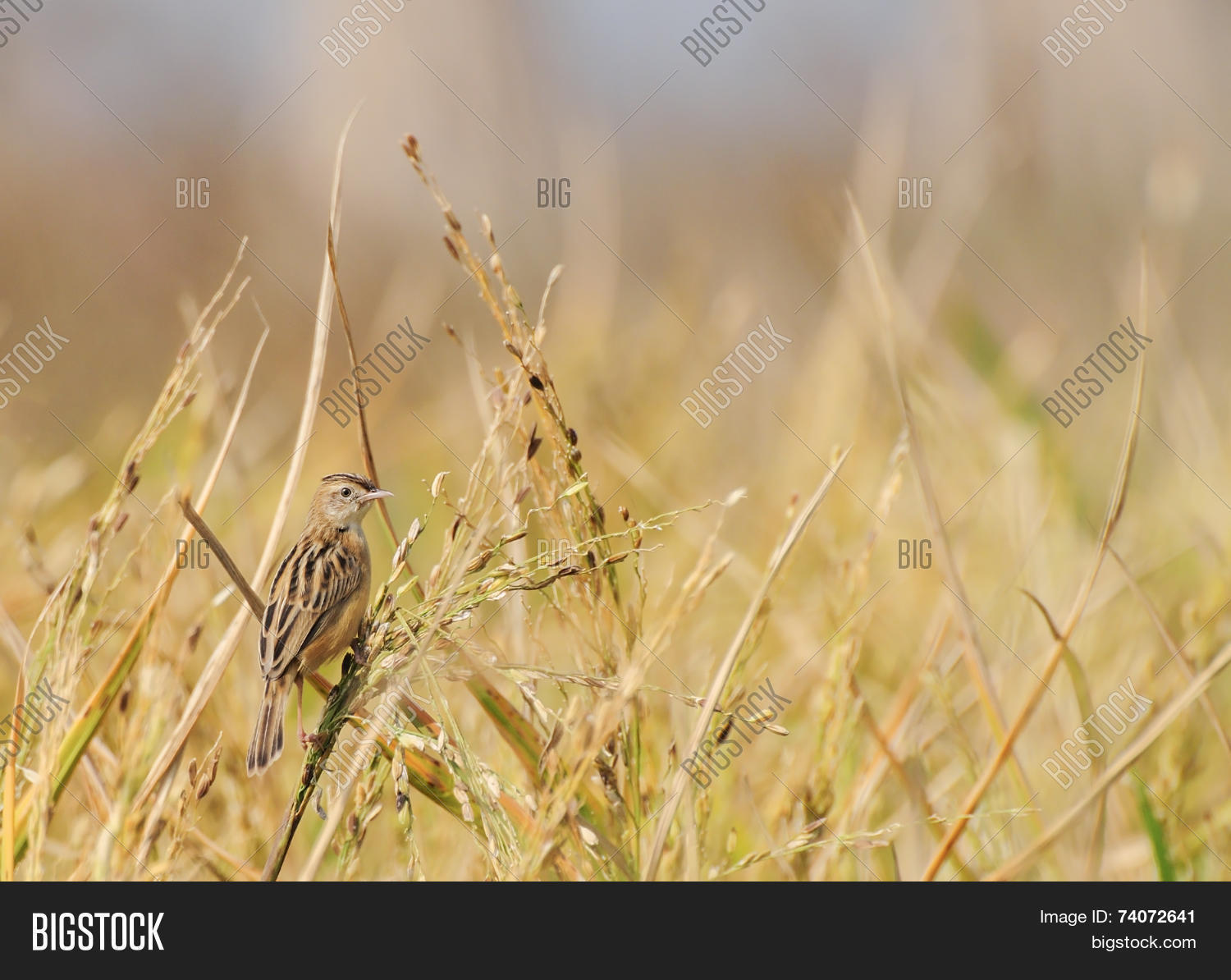 paddyfield pipit -anthus novacseelandiae sitting on paddyfield
