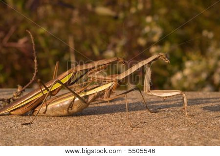 保存取消 &nbsp; 保存 下载预览 a pair of praying mantis mating