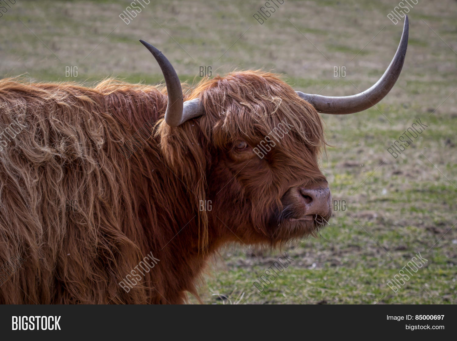 highland cattle图片和照片 | bigstock